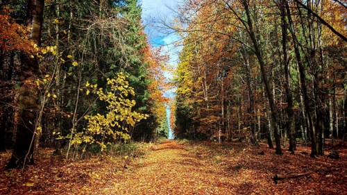 Forest trail covered with colorful foliage under blue sky, Frankenwald nature park Park, Germany