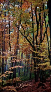 Colourful, quiet forest with tall trees in autumn, Hainich National Park, Germany