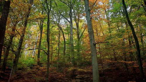 Colourful mix of trees with autumn leaves in the forest, which exude liveliness and warmth of the