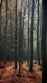 Wooded landscape with tall trees in autumn, steeped in shady light that creates a mysterious and
