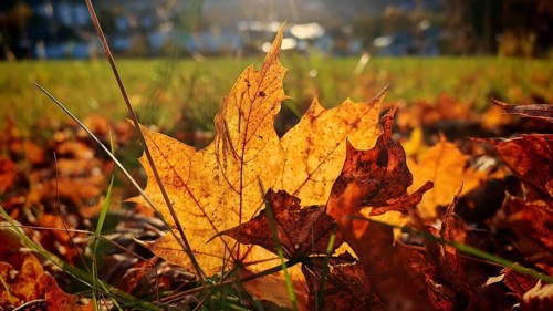 Golden autumn leaf lying in the sun in a meadow, Frankenwald nature park Park