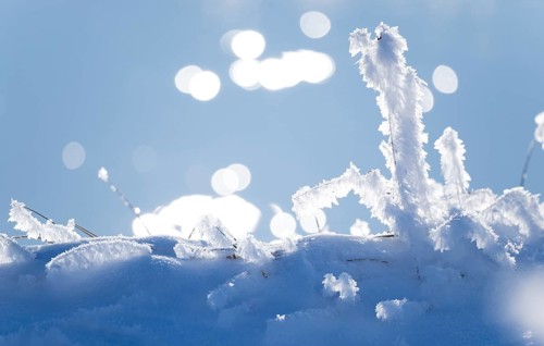 Detailed view of blades of grass covered with ice and snow against a soft, blurred background with