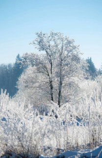 An icy tree, black alder (Alnus glutinosa), also known as black alder or red alder, in a wide snowy