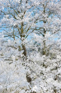 A tree covered with ice crystals and snow in front of a clear blue sky, black alder (Alnus