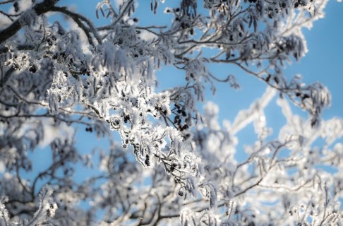 Branches of the black alder (Alnus glutinosa), also known as black alder or red alder, covered in