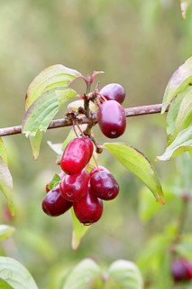 Cornelian cherry (Cornus mas), branch with fruit, Wilnsdorf, North Rhine-Westphalia, Germany