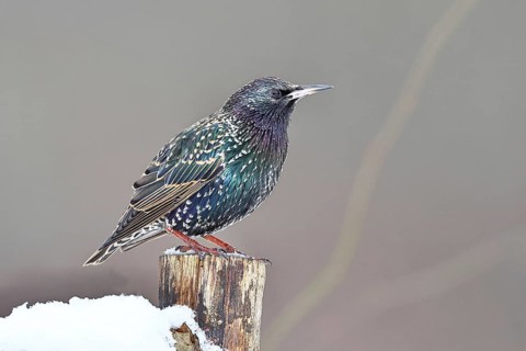 Starling (Sturnus vulgaris) adult bird in spotted winter plumage, sitting on a fence post,