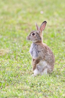 Wild rabbit (Oryctolagus cuniculus), sitting in a meadow, making mate, erect, fully grown, alert,