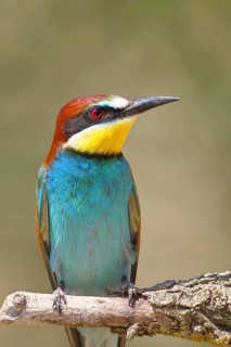European bee-eater (Merops apiaster) sitting on a branch covered with green lichen, animal