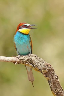European bee-eater (Merops apiaster) sitting on a branch covered with green lichen, Lake Neusiedl,