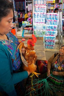 Mayan woman wearing traditional clothes with a chicken at the market in Sololá, Highlands, Sololá