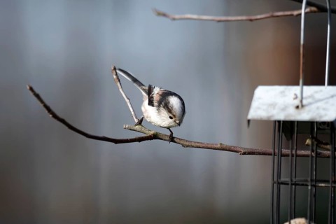 Long-tailed Tit (Aegithalos caudatus), twig, cute, Germany