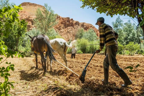 Farmers working in the fields, Atlas Mountains, Meknès-Tafilalet region, northern Sahara, Morocco