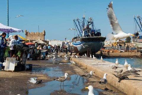 Fishing boats, fishing port, Essaouira, UNESCO World Heritage Site, Atlantic coast, Morocco