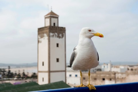 Essaouira, UNESCO World Heritage Site, Atlantic Coast, Morocco