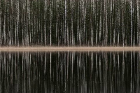 Tight standing, white-black trunks, birch forest on lakeside in winter, forest, multiple exposure,