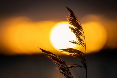 Silhouette of reed stalks against setting sun, Finland