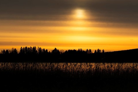 A calm lake at sunset with a yellowish cloudy sky and silhouettes of trees and reeds, Finland