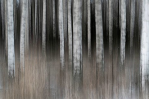 Tight standing, white-black trunks, birch forest in winter, forest, wiping, Finland