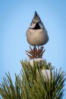 Crested Tit (Parus Scalloped ribbonfish) sitting on branch in pine tree (Pinus) in winter, Korpo or