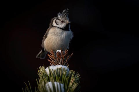 Crested Tit (Parus Scalloped ribbonfish) sitting on branch in pine tree (Pinus) in winter, Korpo or