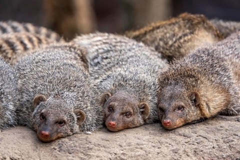 Zebra mongooses doze at lunchtime, live in associations of several dozen animals, live in Central