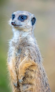 Meerkat, Suricata suricatta, in guard position, guard pose, observes the area surrounding the
