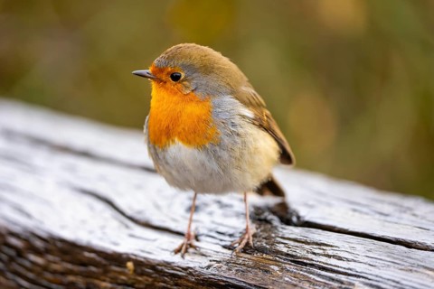 Robin, Erithacus rubecula, small wild bird, up to 14 cm long and weighs only 15-22 grams