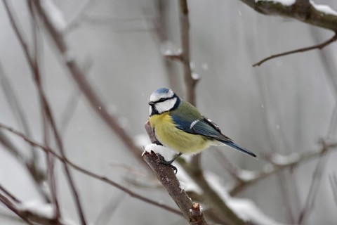Blue tit (Cyanistes caeruleus), snow, winter, cold, Germany