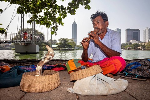 A man plays the flute in front of a snake in a basket, with an urban skyline in the background, a