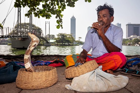 Man by the river conjures cobra with instrument in front of urban skyline