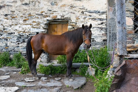 Brown horse tied in front of a rustic stone wall, horse, Ushguli, Ushguli, Shibiani district,