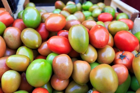 Roma tomatoes in various degrees of ripeness, egg tomatoes or plum tomatoes, bottled tomatoes, red,