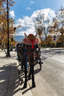 Decorated horse pulls traditional carriage, straw hat, tourist attraction, tour of old town,
