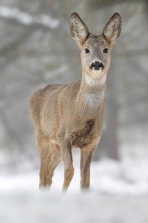 Roe deer (Capreolus capreolus) winter coat, foraging, portrait, snow and frost, leap, narrow deer,