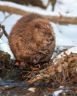 European beaver (Castor fiber) Eurasian beaver, frost and ice, foraging, Middle Elbe, heraldic