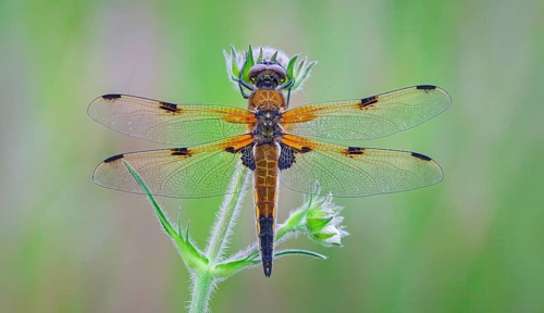 Four-spotted damselfly (Libellula quadrimaculata), Four-spotted chaser, Summer, Sailing dragonfly,