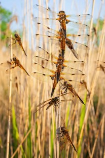 Four-spotted damselfly (Libellula quadrimaculata), Four-spotted chaser, Summer, Sailing dragonfly,