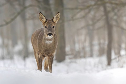 Roe deer (Capreolus capreolus) winter coat, foraging, portrait, snow and frost, leap, narrow deer,