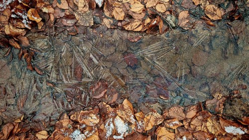 Frozen leaves and ice form a layer-like pattern, Frankenwald