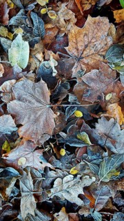 Colourful, frozen leaves create a wintery pattern, Franconian Forest nature park Park