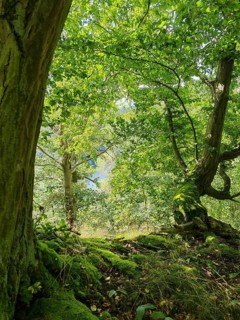 Lush greenery of the forest with light-flooded leaves and mossy soil, Thuringian Forest
