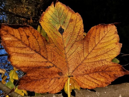 A large autumn leaf in bright orange tones shows its texture, Thuringian Forest