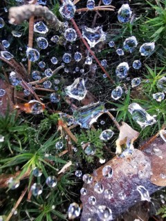 Dew drops on spider webs and plants, in a detailed and humid environment
