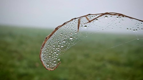 Fine dew drops on a spider web in foggy surroundings, Thuringian Forest