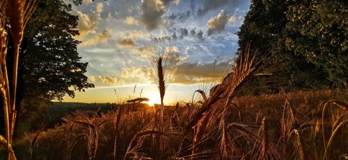 Romantic sunset with golden ears of corn in the field and dramatic cloudy sky, Franconian Forest