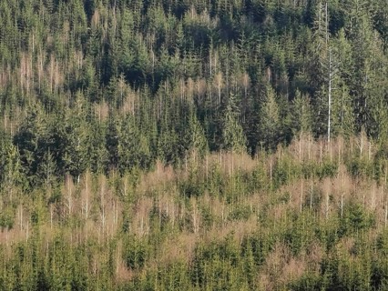 Dense forest with green spruces (picea), vegetation in lush green and natural arrangement,
