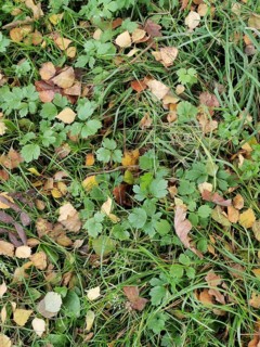 Land cover of autumn leaves and green grasses in a forest, Franconian Forest