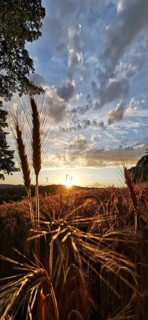 Sunset over a cornfield with dramatic sky and golden evening mood, Franconian Forest nature park