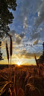Romantic sunset over a cornfield, golden ears of corn and an atmospheric sky, Franconian Forest